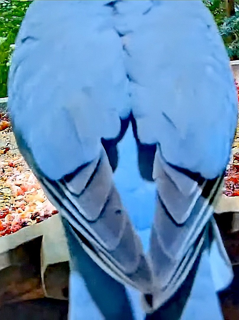 livebirdspoland_07afcf045e684f6fb67ab42219327b65.jpg