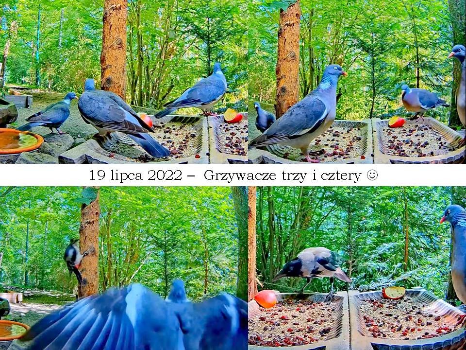 livebirdspoland_0148111d5bf30c500b2616fc897d662d.jpg