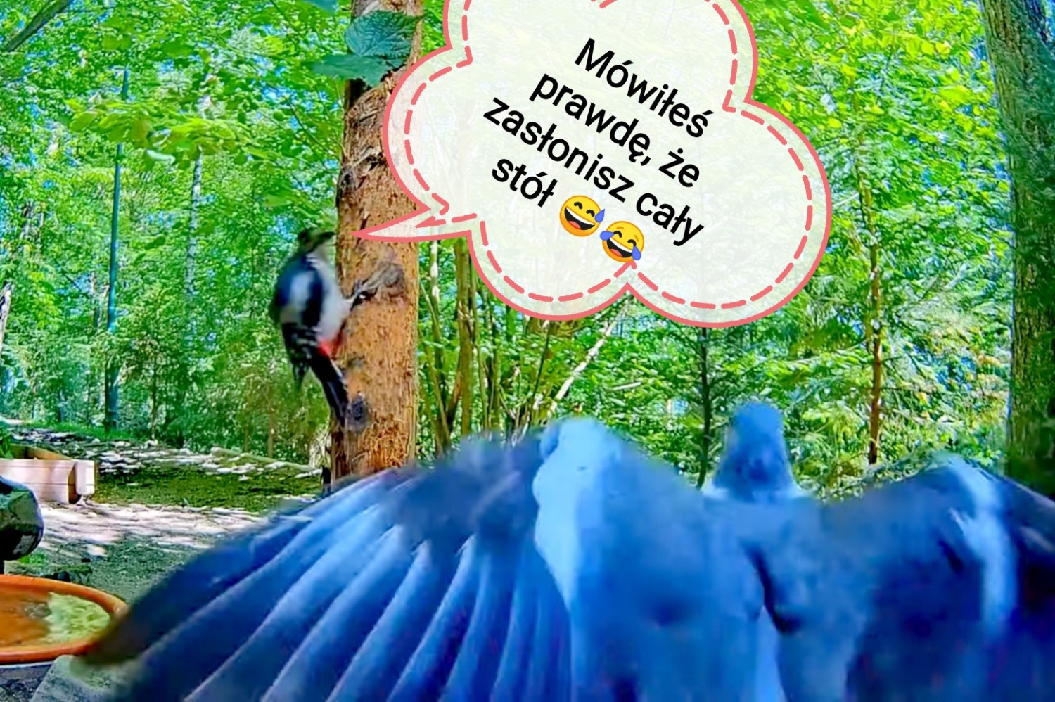 livebirdspoland_ff5ffbd6421dac39f950bd0ed2876a3e.jpg