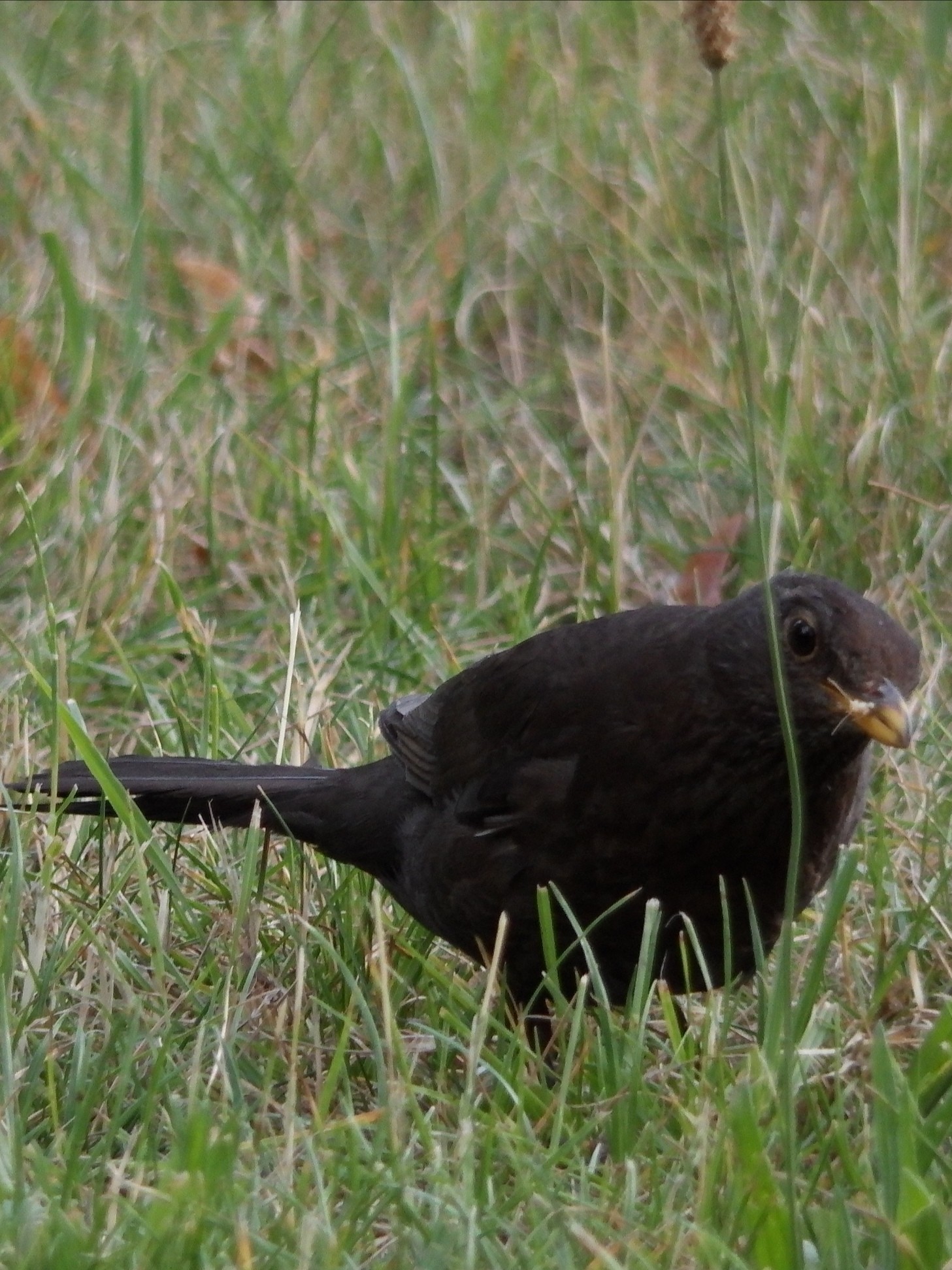 livebirdspoland_4d01ce61961c1a31736c88f3378168c6.jpg