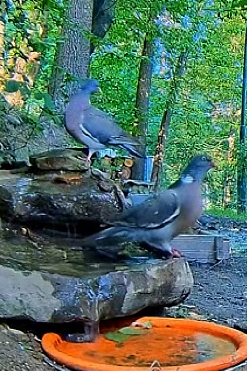 livebirdspoland_8e6107e0191b29c4b10b623895590291.jpg