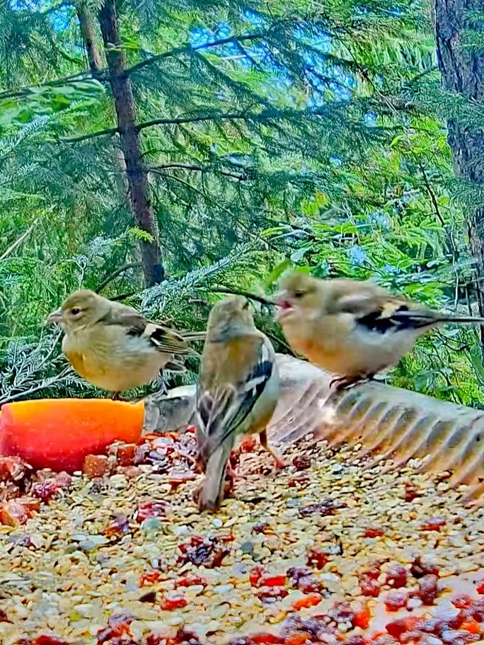 livebirdspoland_bc6e2f31fd87a3058143499d64d82864.jpg