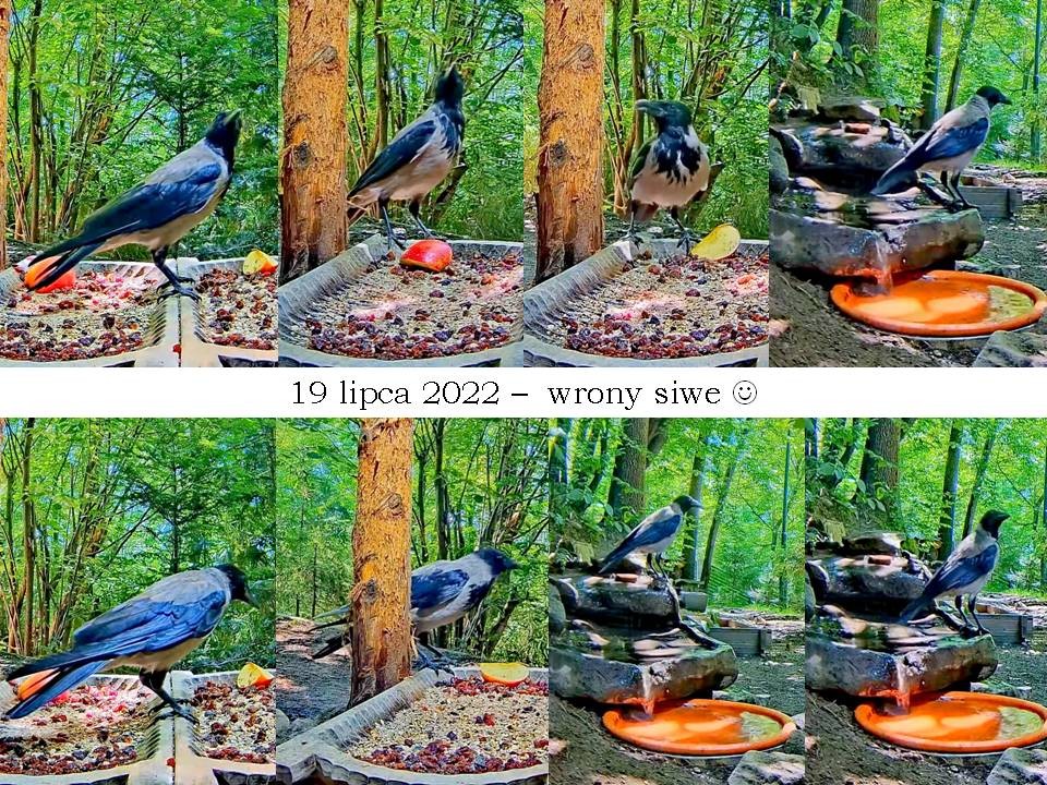 livebirdspoland_fa8582bef50c49f59d14c3e24d291817.jpg