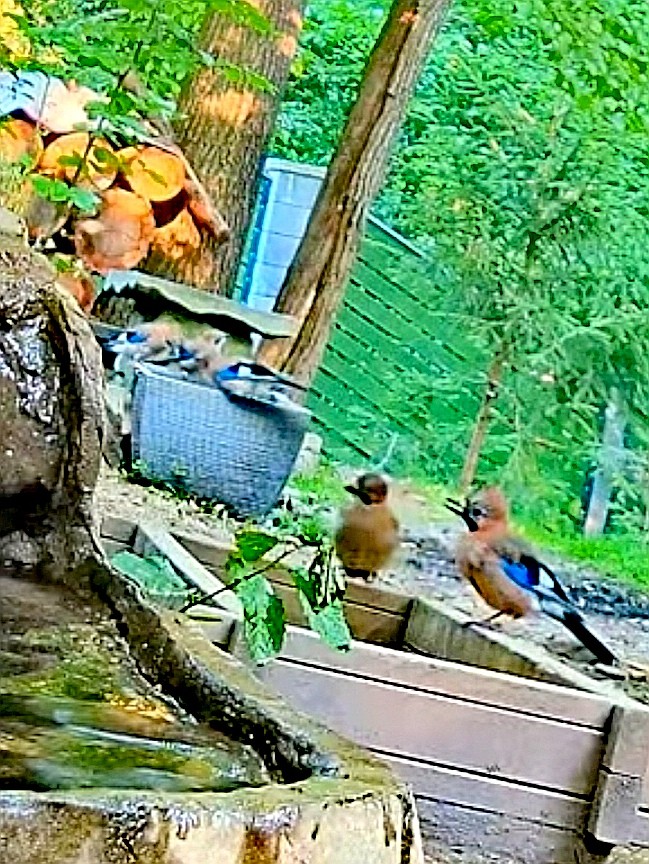 livebirdspoland_0da67d14d797b19cf46962c96a8ef6c1.jpg