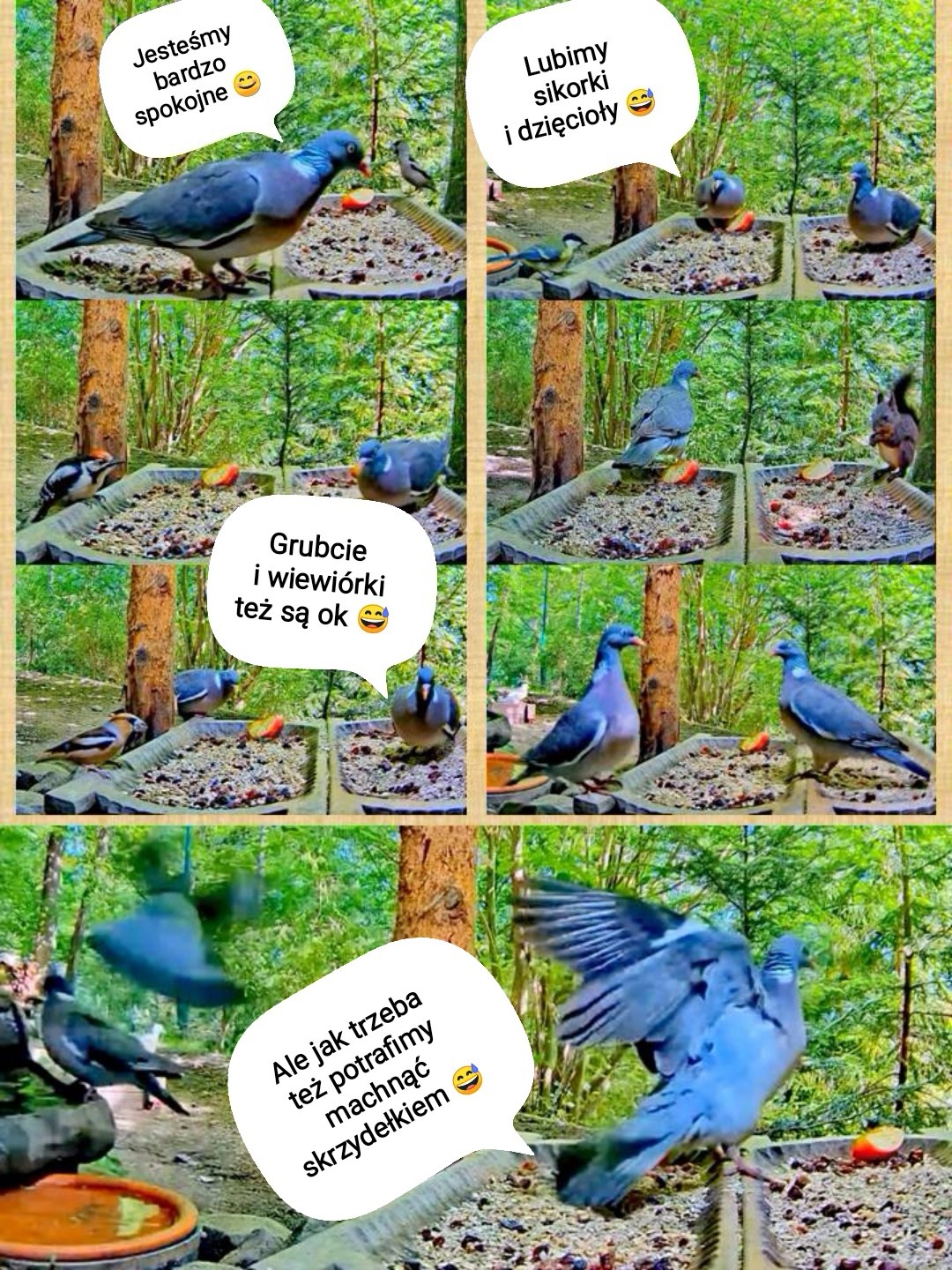 livebirdspoland_7b92be75665f62a53fa1aecd44c85016.jpg