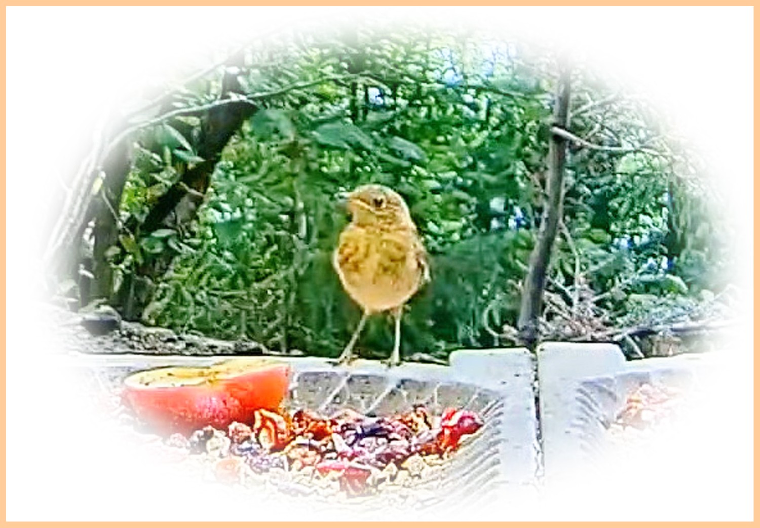 livebirdspoland_5d70db190937f9985661f4fdec5d41b4.jpg