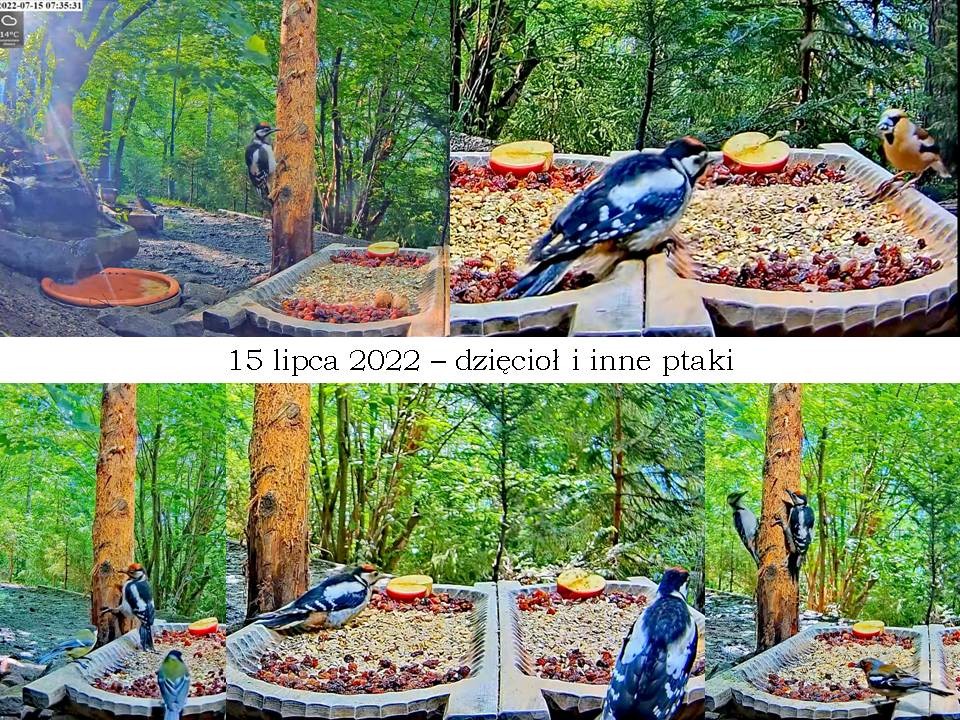 livebirdspoland_a6099b673876166eabfdab5745c9db5c.jpg