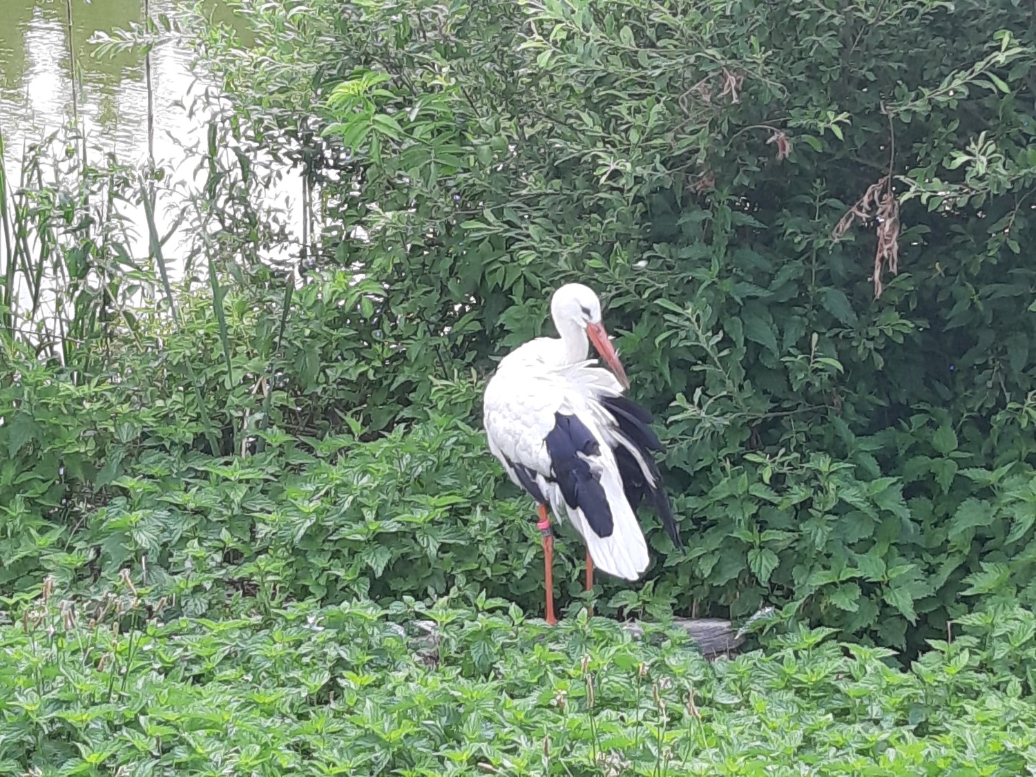 livebirdspoland_4c5b81f553965feae1e4eae07f916bfd.jpg