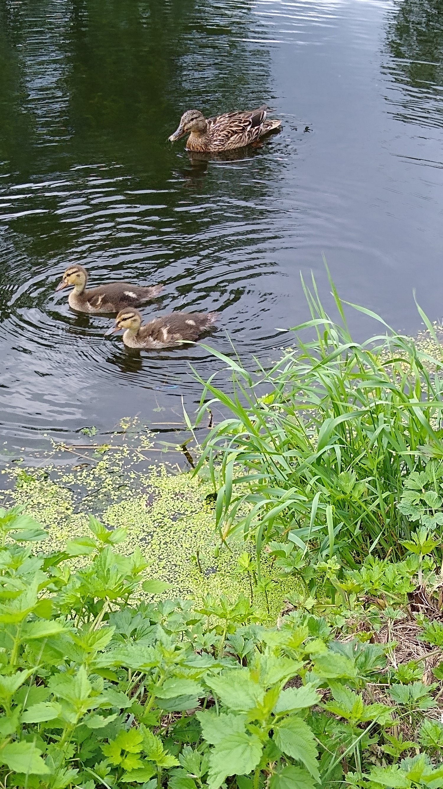 livebirdspoland_a0136daa39c75fba8333d5567ee05994.jpg