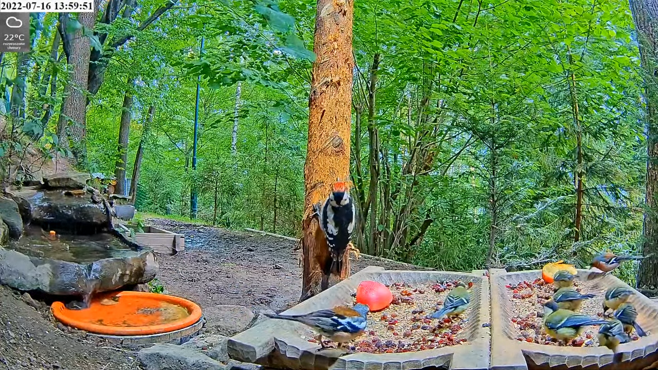 livebirdspoland_1aa3f064bf44ef5d5d548b86753143a2.png
