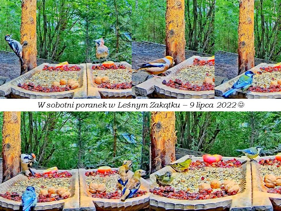 livebirdspoland_97ff69f74163695afe814668eb4dc2df.jpg