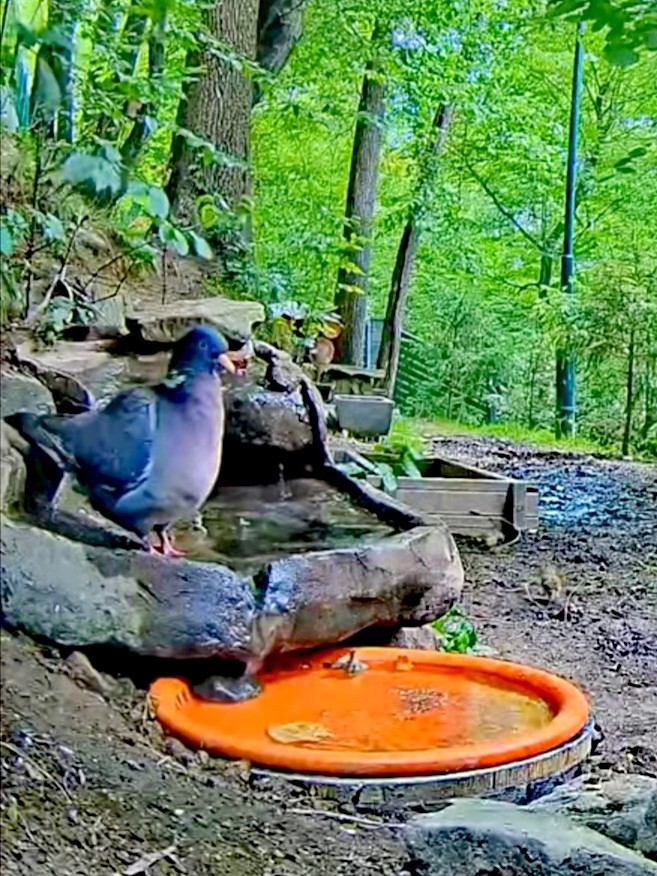 livebirdspoland_e7bf9b4b29034bfb48f76743ca51c530.jpg
