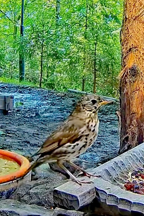 livebirdspoland_50368fc9ab5a102badef29d54759ca92.jpg