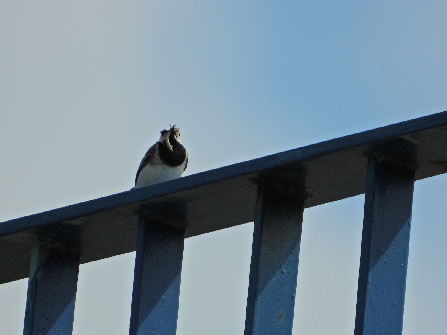 livebirdspoland_6df24ff84a66417aaa2e3e94db7e2854.jpg