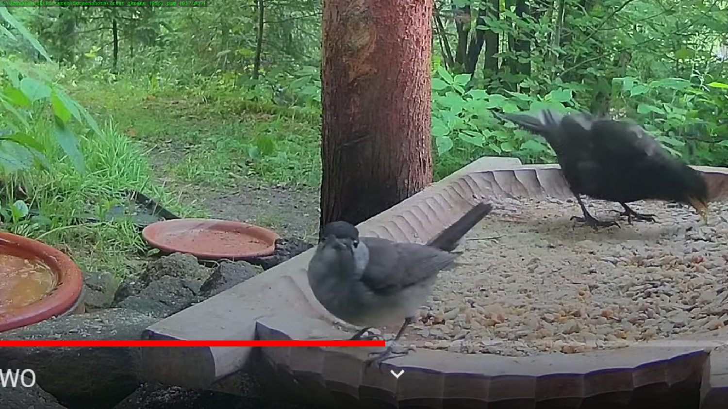 livebirdspoland_08940ea4aa8577d69cbfb72c114843dc.png
