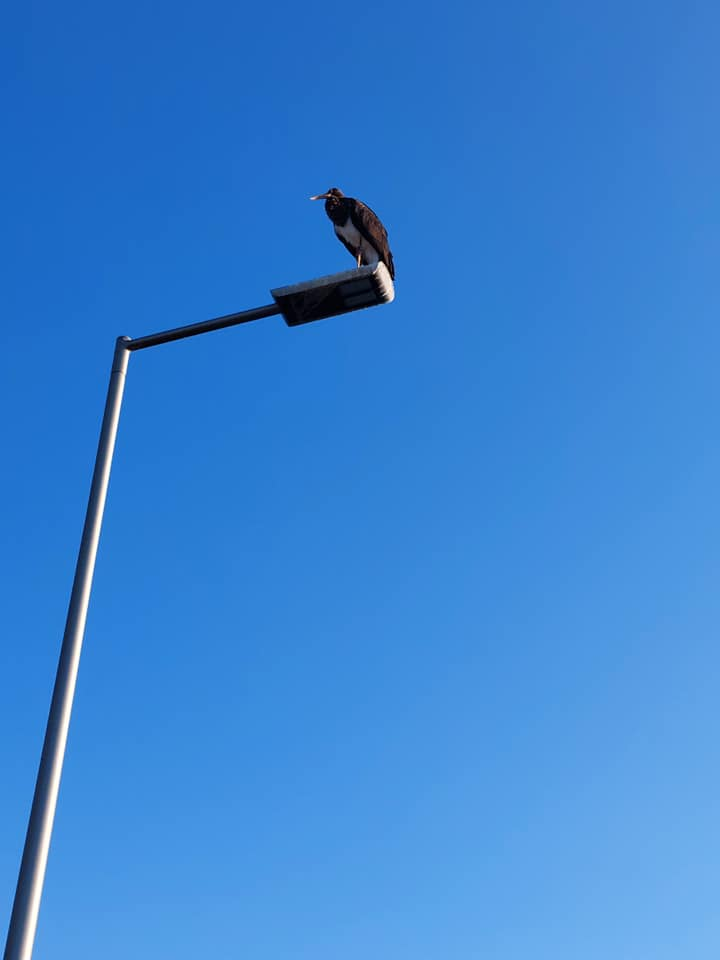 livebirdspoland_d5fa39b431f0bb29cf8fb77fc6fb392b.png