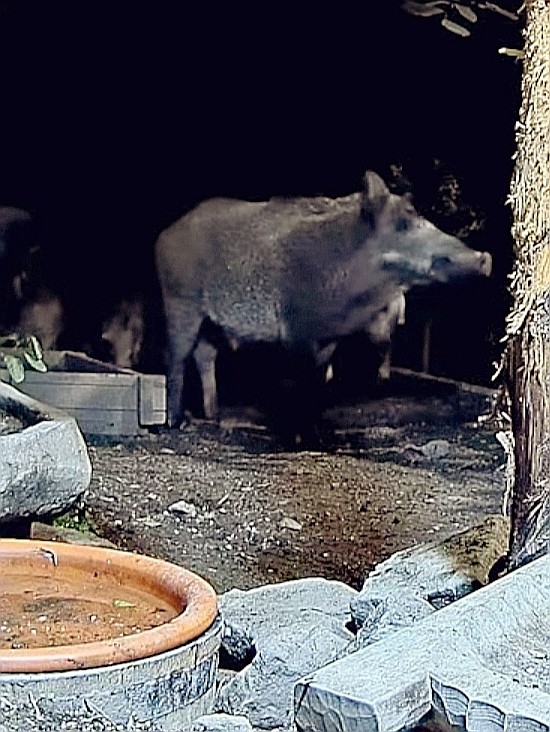 livebirdspoland_c03f2d895702053cec29e8fc16505e0f.jpg