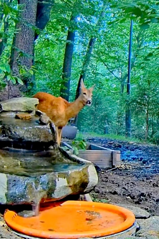 livebirdspoland_f0952d4e2ab2603ff90c3898754b0850.jpg