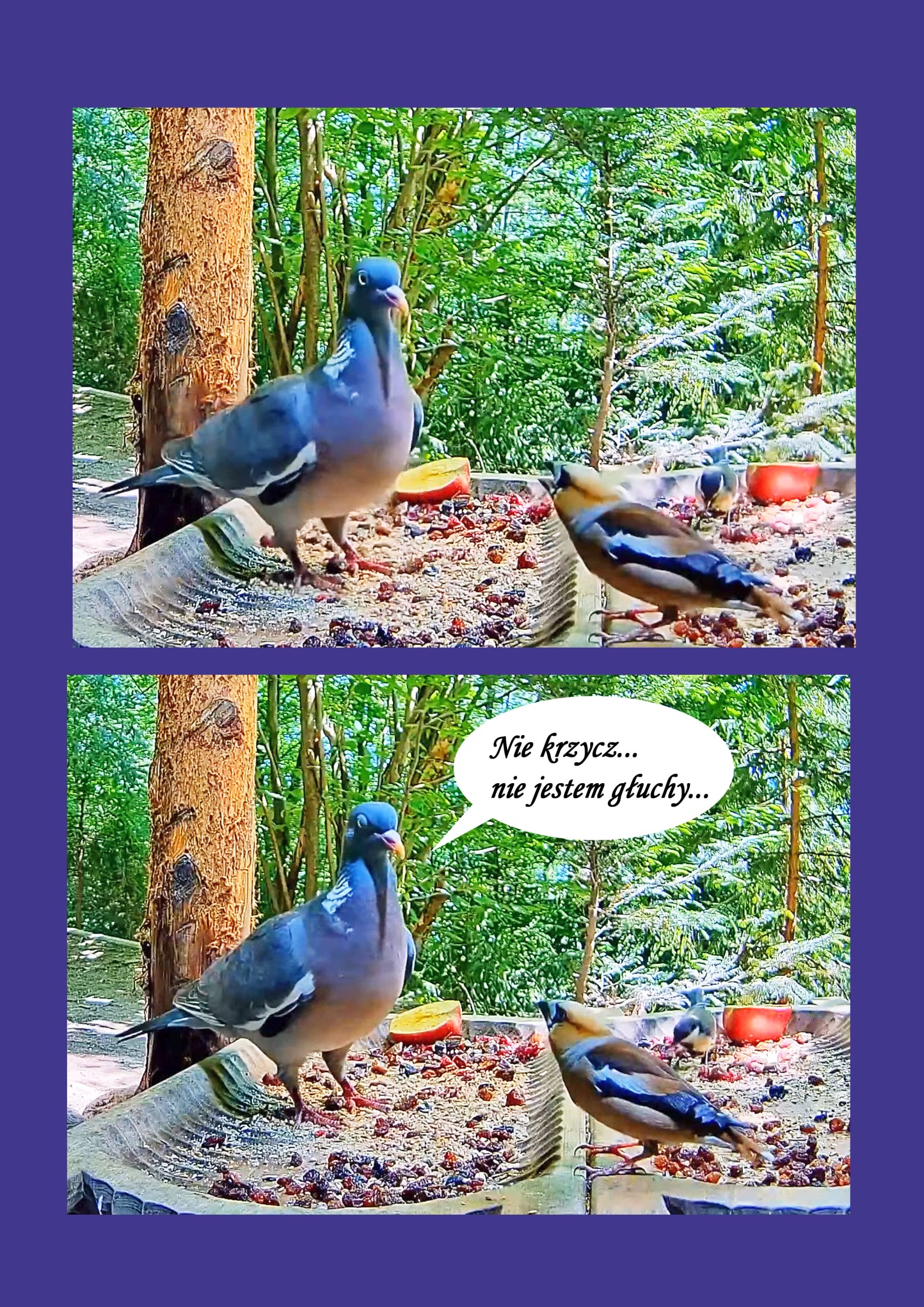 livebirdspoland_3b3ef4604323114195533b7002783470.jpg