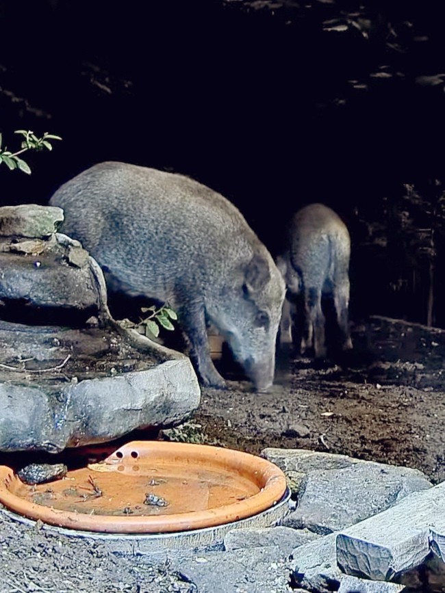 livebirdspoland_065072d3318867d6256f40fd2b04552e.jpg