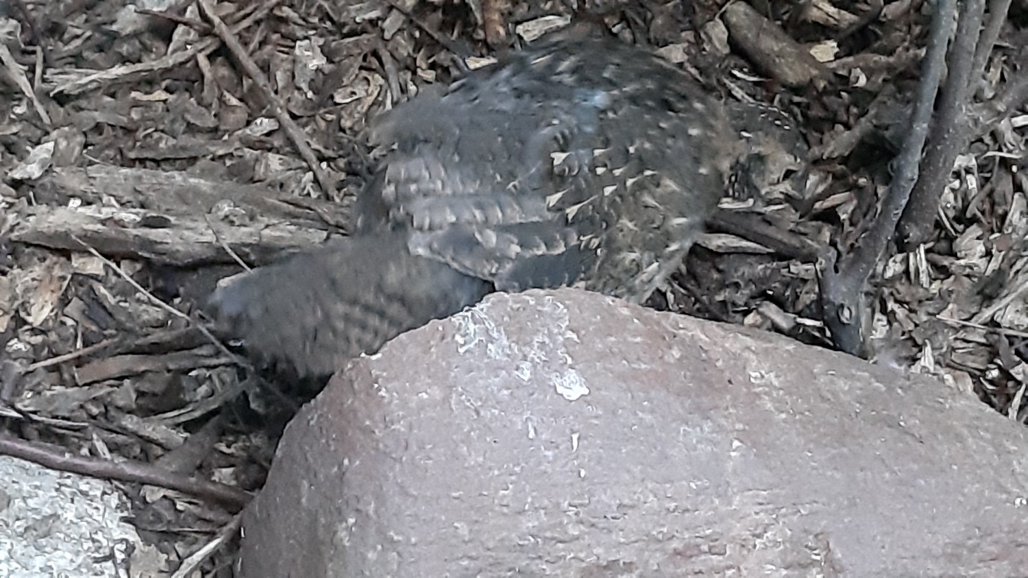 livebirdspoland_37e1ae56581bf3bf2903b784e3fe4d4b.jpg