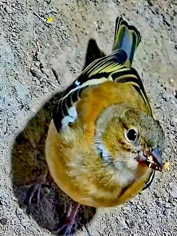 livebirdspoland_4ad3df797ed491c85e4040a4766f82d9.jpg