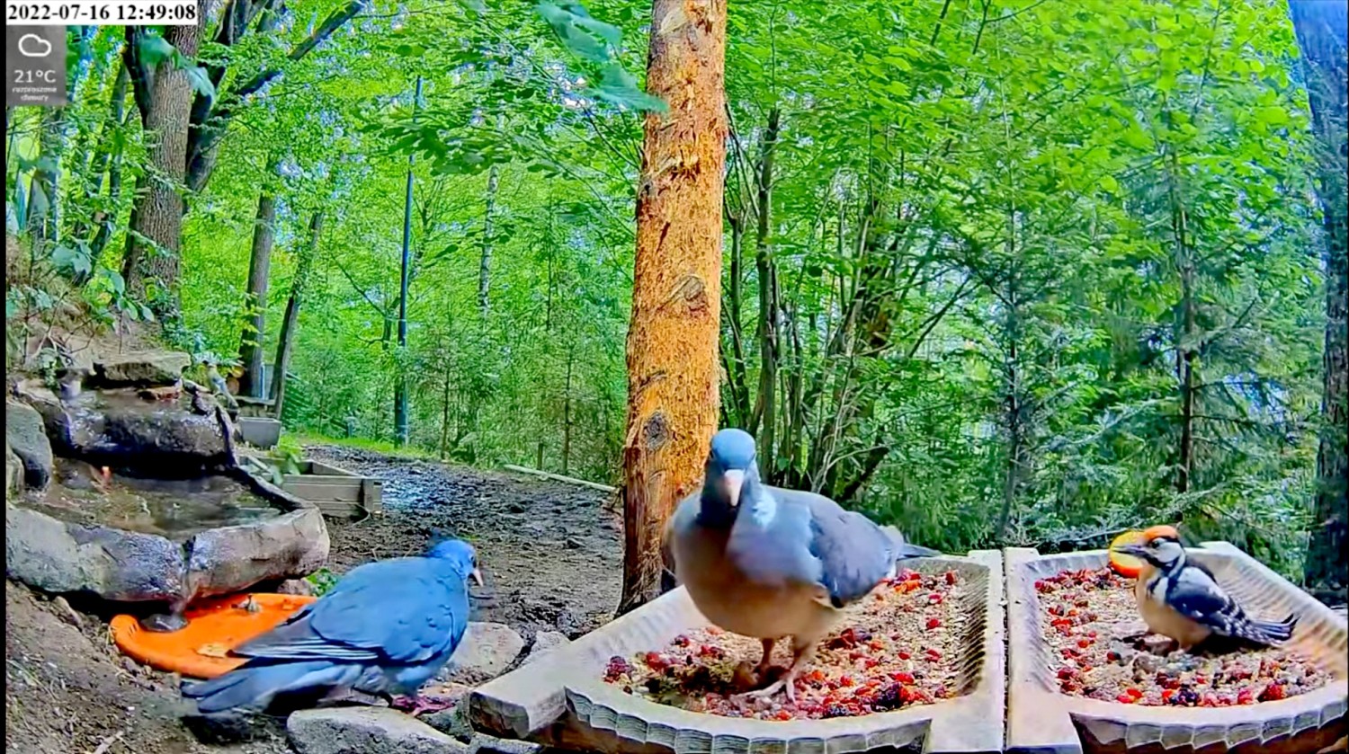 livebirdspoland_282139fb4b1718844b0ea91b827c445e.jpg