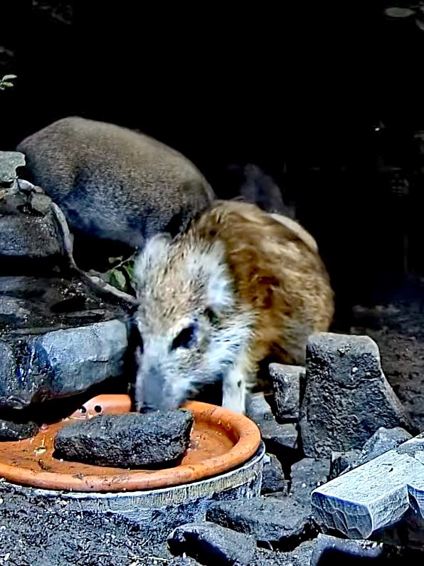 livebirdspoland_ed1243733bcec8e71fa677e9f8eb2df8.jpg