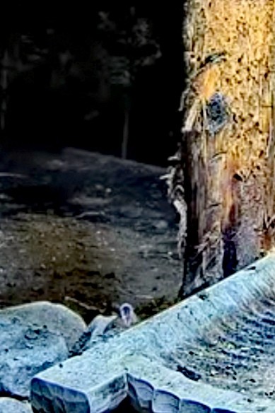 livebirdspoland_77c3ce0667844585d46e39400caec527.jpg