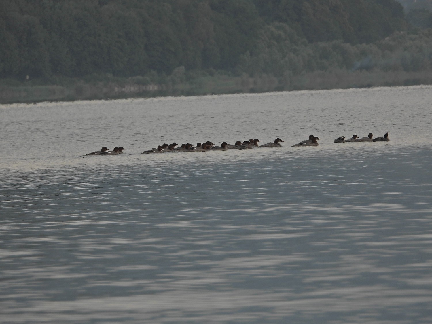 livebirdspoland_67322bdc9aee3645c92df67c8496f745.jpg
