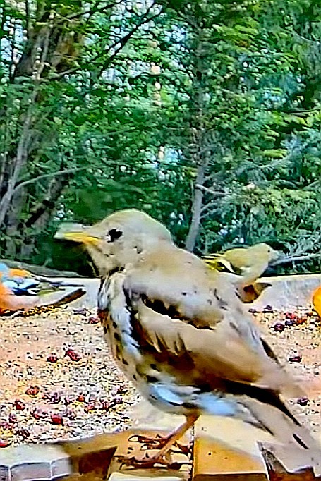 livebirdspoland_a587775ceb93bac72ab0946e7e860fa3.jpg