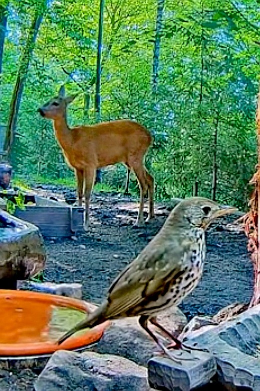 livebirdspoland_0a3847980c547558af373e96e2acea28.jpg