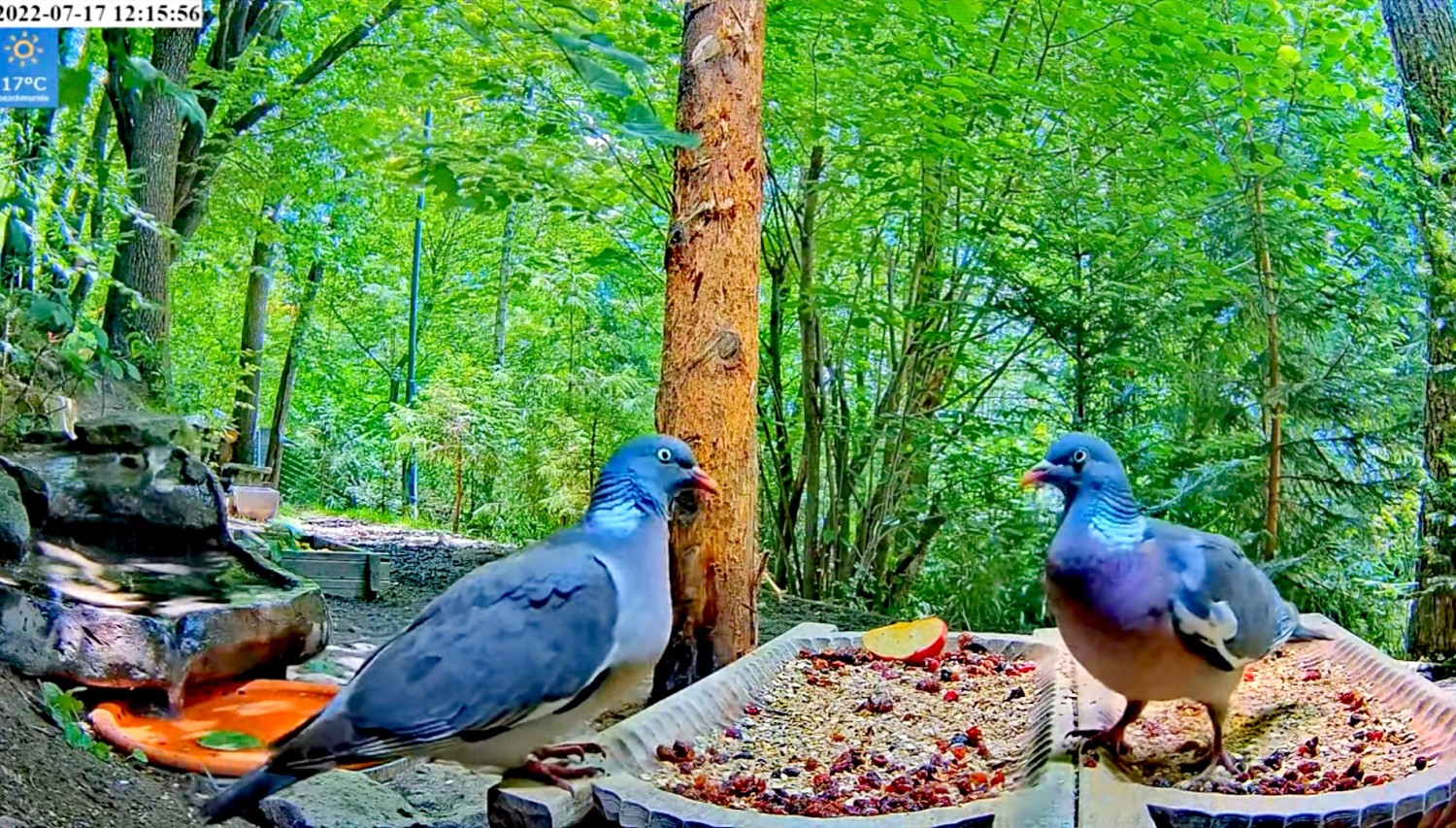 livebirdspoland_08ad9d9a3906c48fc38c8f89cb212631.jpg