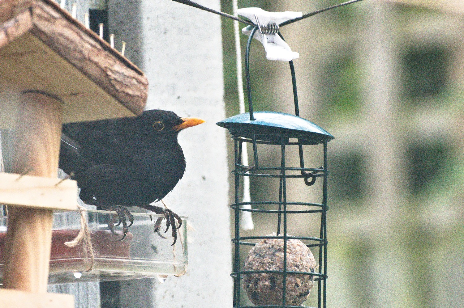 livebirdspoland_ea9bef9ade60d676270a6228b7b03235.jpg