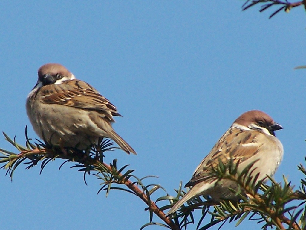 livebirdspoland_084cd26c65e654e024f92935eb45e769.jpg