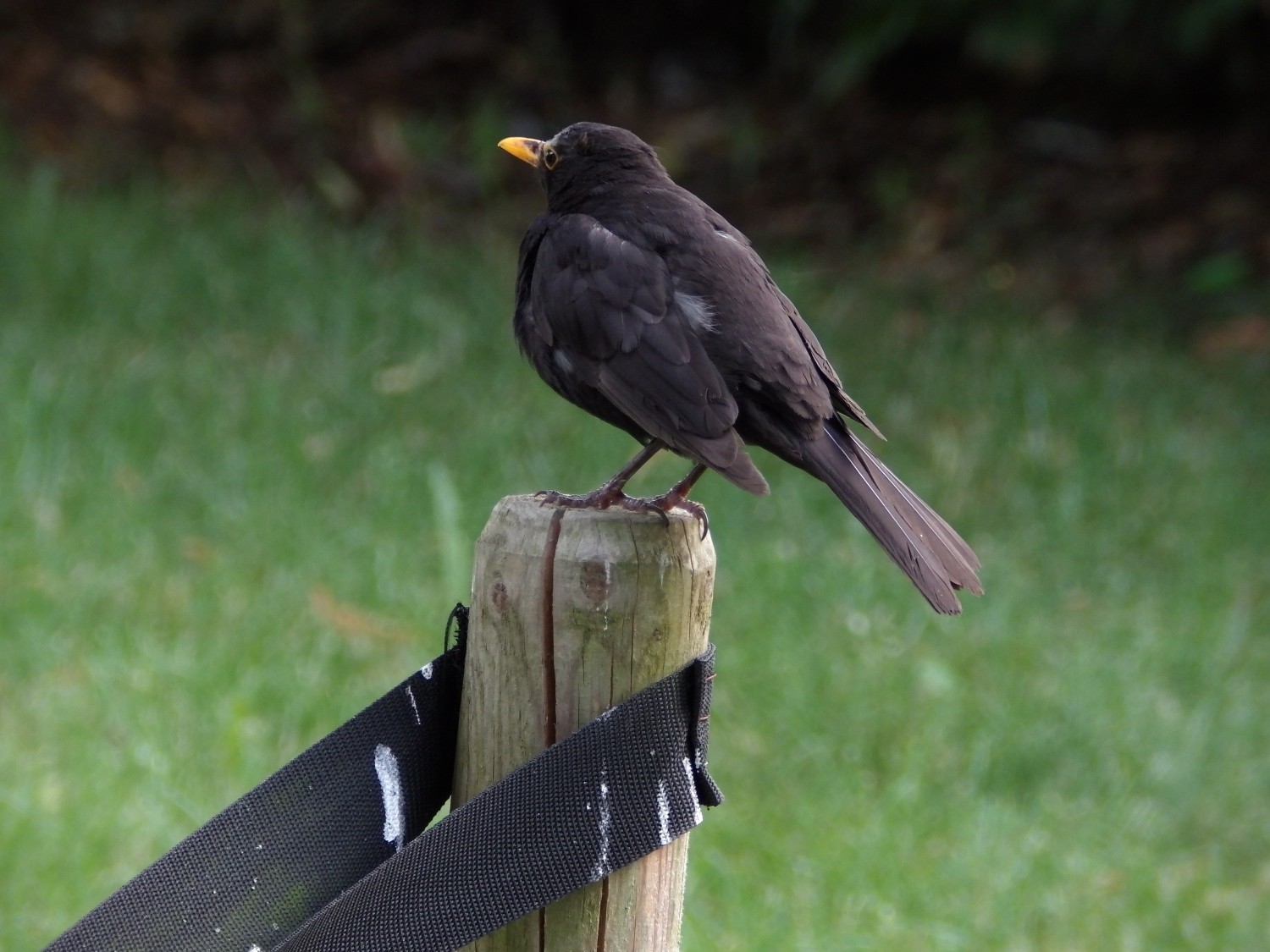 livebirdspoland_1fa332547e3493c597eee8e2b2fe570f.jpg