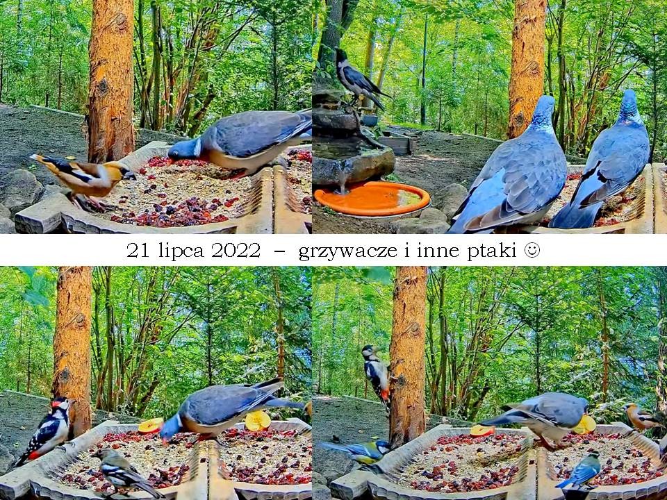 livebirdspoland_f904eb6cc4430afeaabaaa13c339465f.jpg