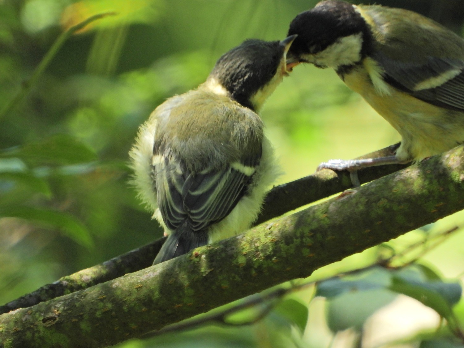 livebirdspoland_34f1f0053951f2f088bc0b9e301d887f.jpg