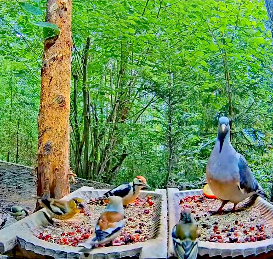 livebirdspoland_93a8d9175a2f8c90eada2671ebf8221b.jpg