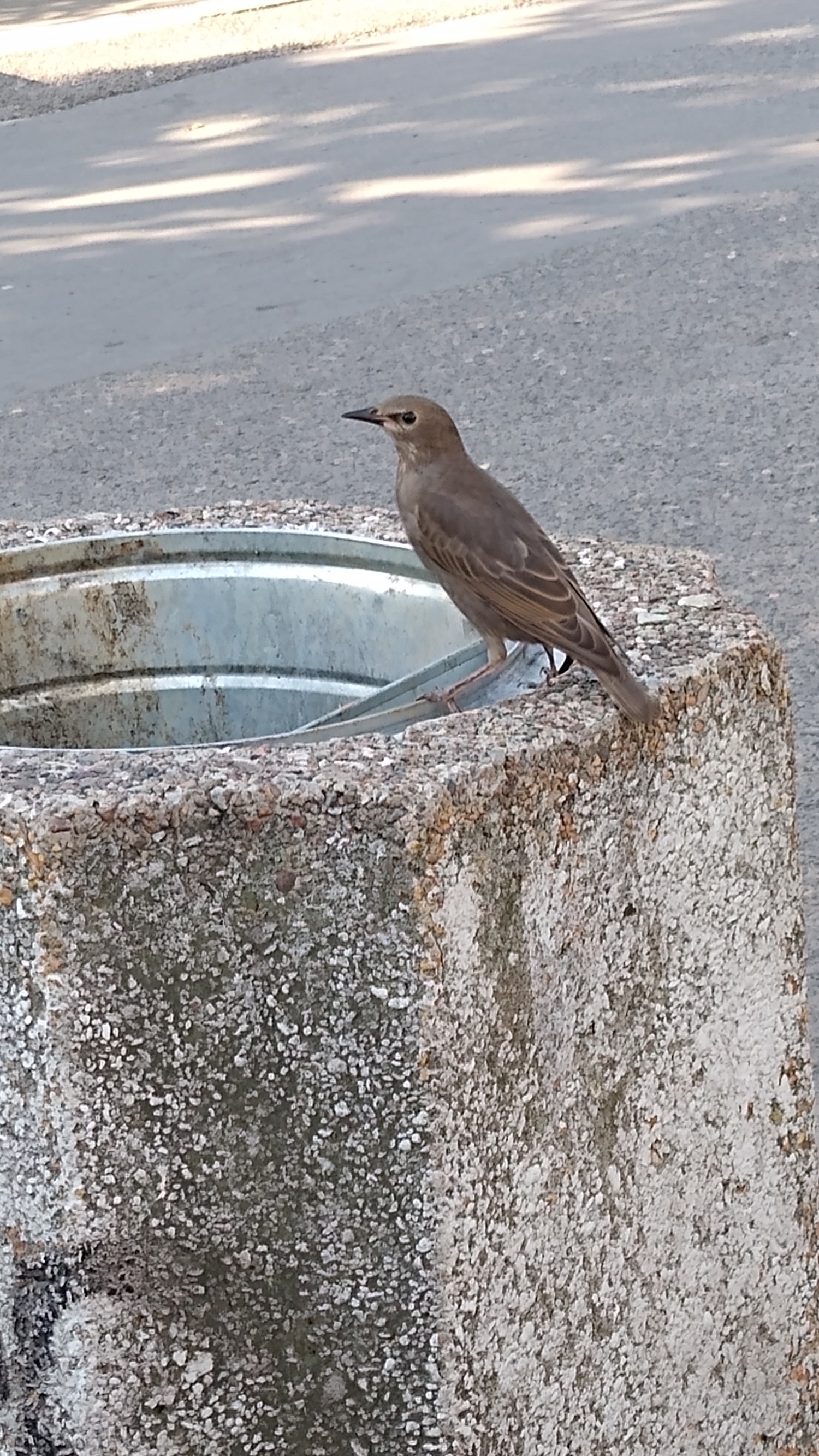 livebirdspoland_a997d7f2ee185b9453a2bbf2a7839b74.jpg