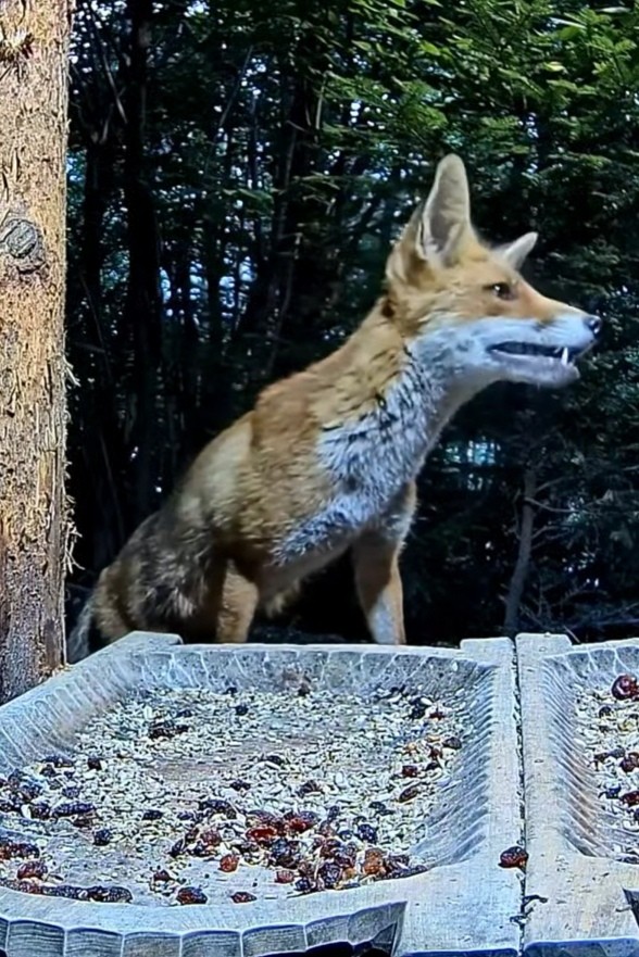 livebirdspoland_efe9c4d1e03aa3d16d035eb3e3c2f4fa.jpg