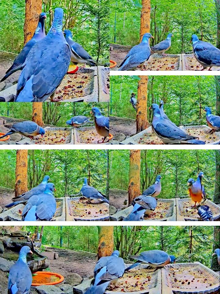 livebirdspoland_38a55eab439ab678c7cd260cc098b3d5.jpg