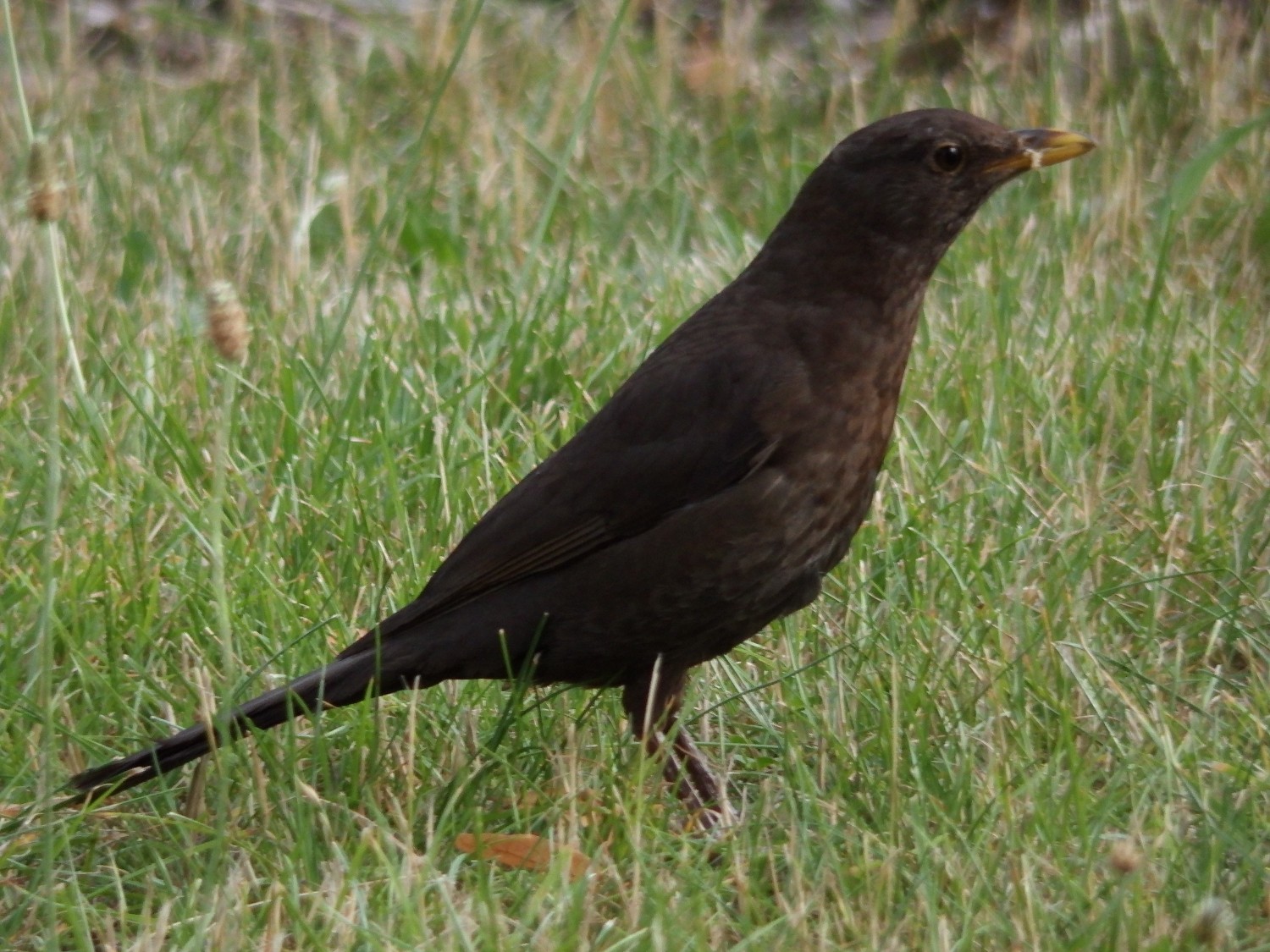 livebirdspoland_064d6b0f8be6cf020f0246730dffa4b8.jpg