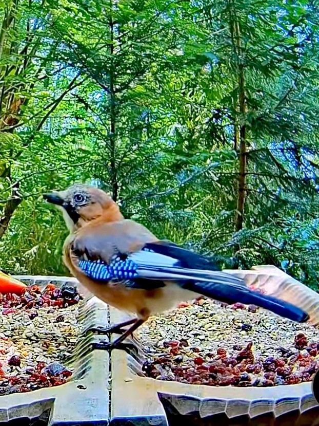 livebirdspoland_d2624f26d779c78c8ebef8793ce714cd.jpg