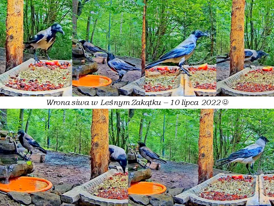 livebirdspoland_ac400770ee9a4601d017476730f21d33.jpg