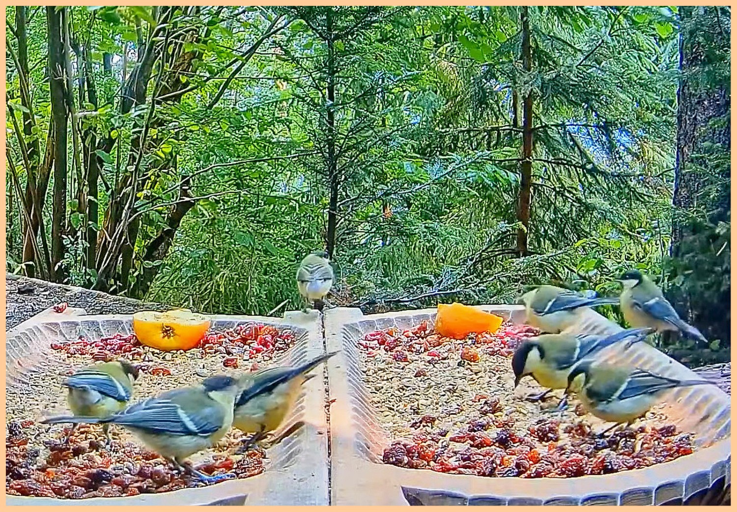 livebirdspoland_da86e6ec24c339defa8b6dcff53c75ce.jpg
