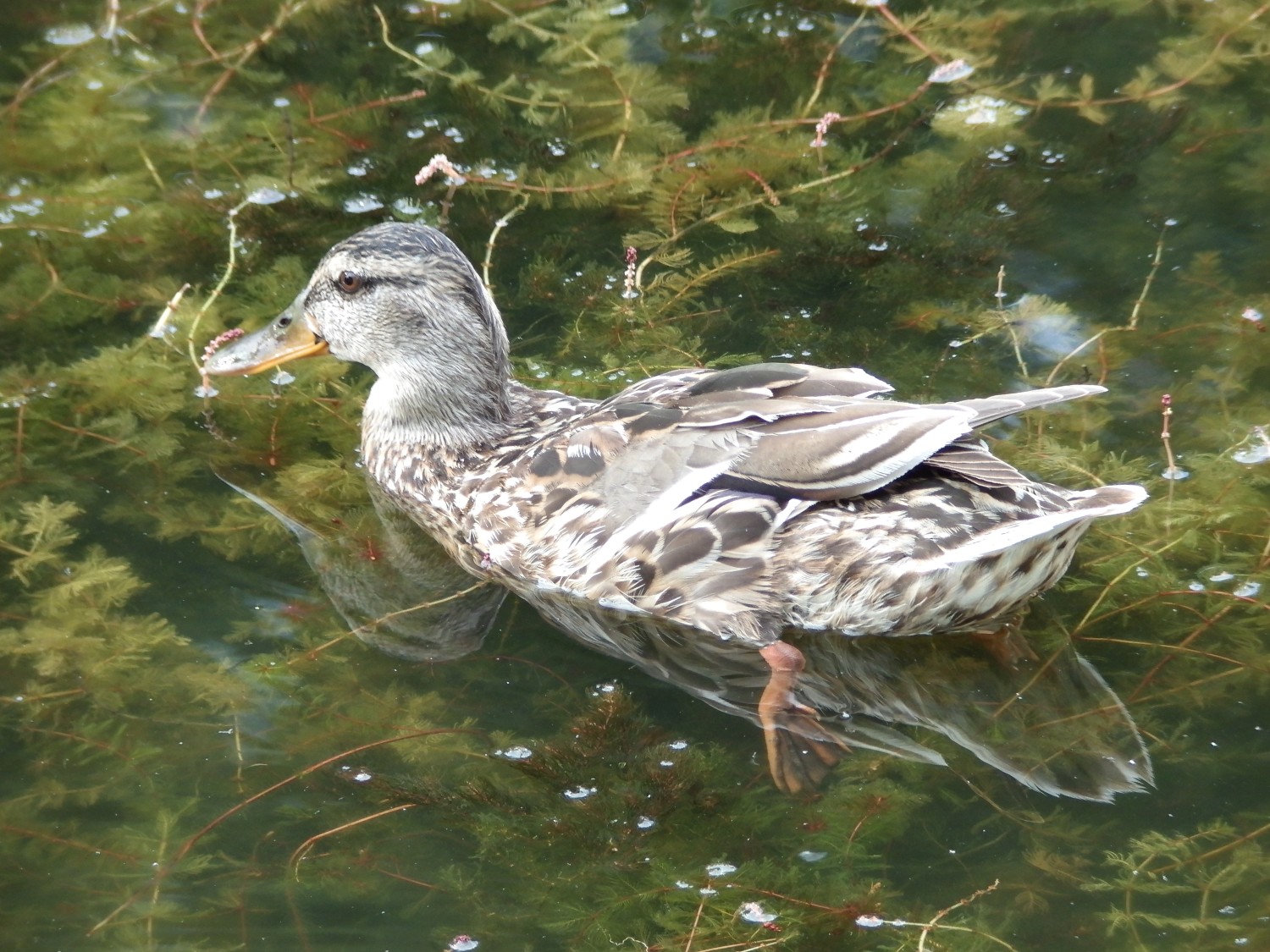 livebirdspoland_9fb8103ec50591cf73f25628cbaead9a.jpg