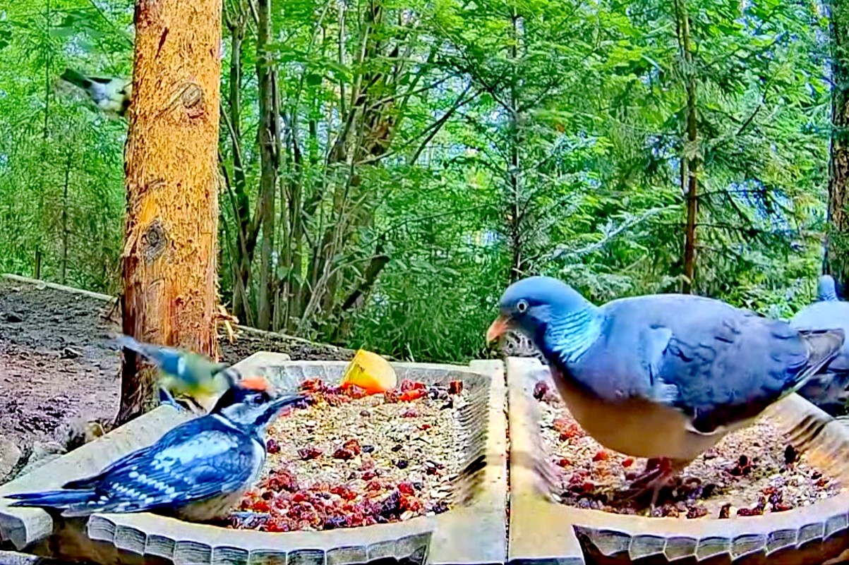 livebirdspoland_6033abed8bf8be362deab1d5d1119bb5.jpg