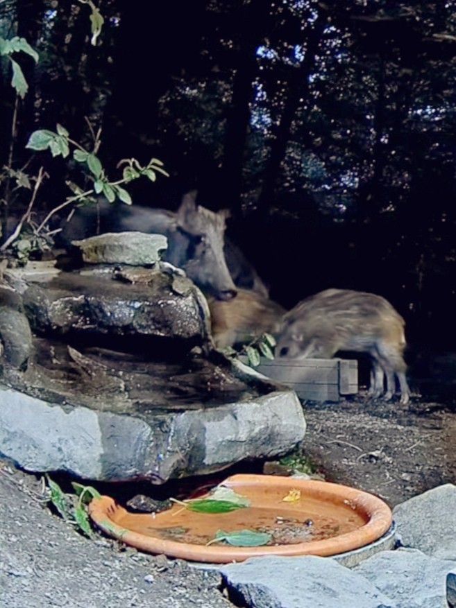 livebirdspoland_d4a50295dbf38e0e84eafcb07d4411d6.jpg