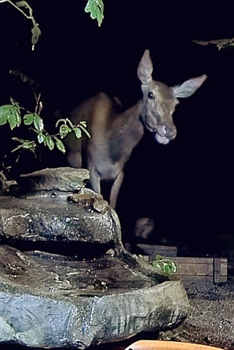 livebirdspoland_c1c63e9a6427e4ed06605f156513af98.jpg